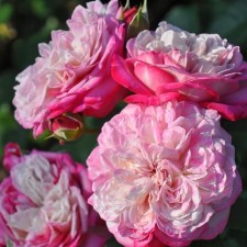 Seedling rose 