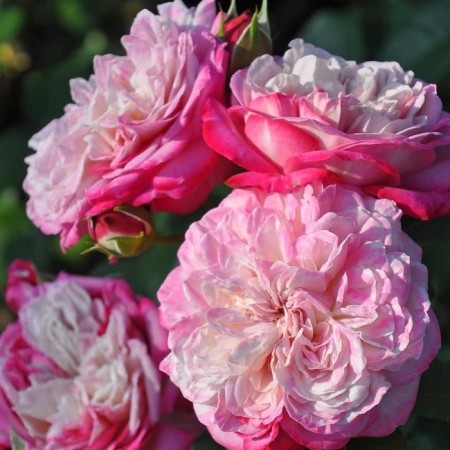 Seedling rose "Paris 2000", tube, spring 2025