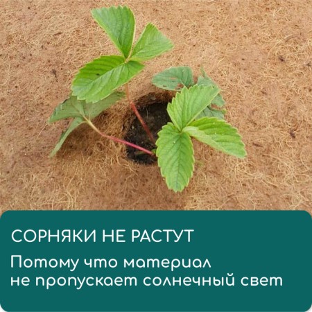Circle of trunk, D = 0.25 m, from coconut canvas, Greengo-5