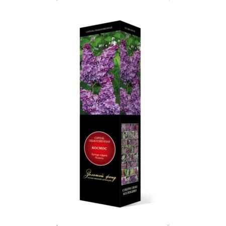 Ordinary Lilac "Cosmos" 1 pc, tube, spring 2025