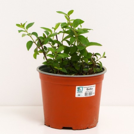Hydrangea blizzard Bobo, C3 pot, H10-50 height, 1 pc, summer 2024-1