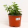 Hydrangea blizzard Bobo, C3 pot, H10-50 height, 1 pc, summer 2024