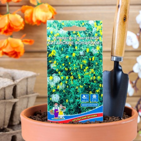 Clematis flowers "Chinese flashlights", 12 pcs.