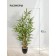 Bamboo in a plastic pot, 135 × 135 × 920 mm, green / black / beige color