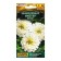 Seeds of Flowers Zinnia "Master" White, c/n, 12 pcs