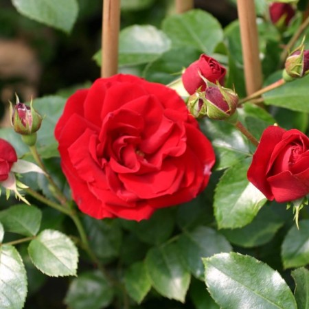 Sahenian Rosa "Amadeus", tube, spring 2025
