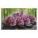 Kitchen apron "Wanda orchid", 1000x600x0.5