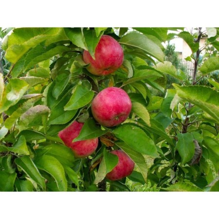 Seedling apple tree colony Vasyugan, pot 9*9*14, summer 2024