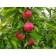 Seedling apple tree colony Vasyugan, pot 9*9*14, summer 2024