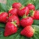 Strawberries Garden Vivaldi, P9 Pot, 1 pc, summer 2024