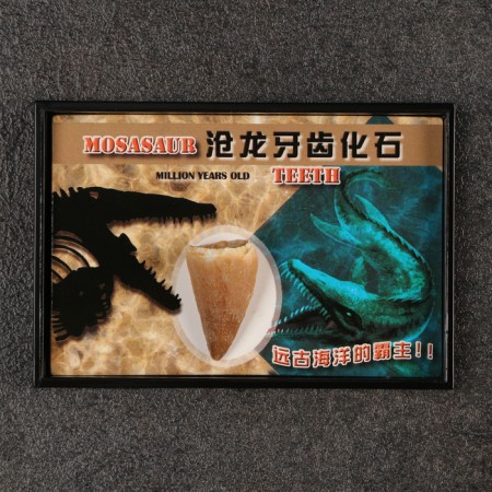 Tooth set "Masosaurus"-2