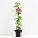 Clematis large-flowered doctor Rappel, C2 pot, H20-40 height, 1 pc, summer 2024