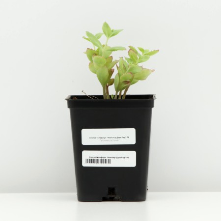 Cleanot Telephium "Manster Dark Red", P9 pot (readiness June), 1 pc, spring 2024-2