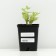 Cleanot Telephium "Manster Dark Red", P9 pot (readiness June), 1 pc, spring 2024