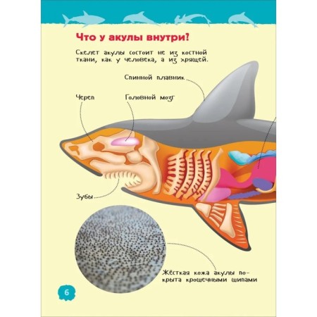 Sharks, whales and dolphins. Klyushnik L.V.-4