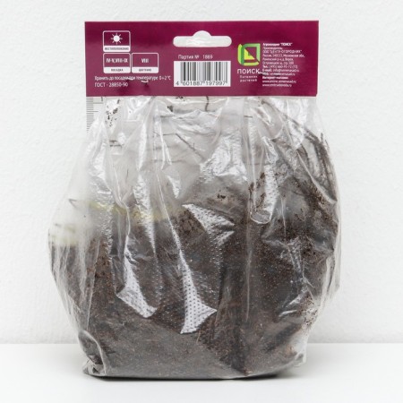 Miscantus Chinese Rotfeder, 1 pc, rr I, spring 2025-1