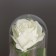 Nightlight "Rose" LED 3HAAA White 9.5x9.5x14cm