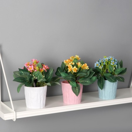 Bonsai in the pot "Elegant primrose" 9,5x22 cm, mix-2