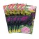 Seeds of flowers of cabbage decorative "giant rose", mixture, set 5 pcs