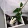 Artificial flowers "Rose Botton velvet" 43 cm, (bud-H-7cm) white