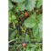 Opin-spraying nozzle for drip irrigation, with a peak, plastic, Greengo