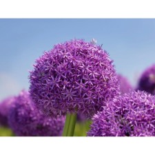 Onion decorative glowmaster, 18/20 rr, 1 pc, 100 h (cm), autumn 2024