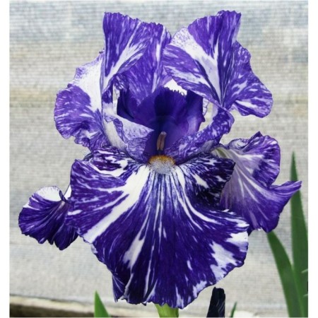 Iris bearded batik, pot C2, 1 pc, summer 2024