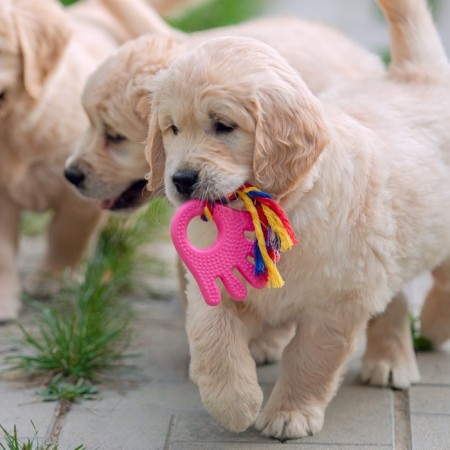 Chewing toy with rope for dogs "palm", 10 cm, pink-5