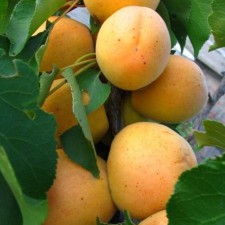 Саженец Абрикос Хабаровский, Горшок 2л., Лето 2024