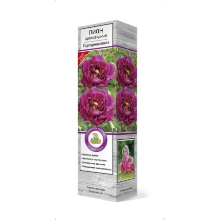 Pion tree peony (vaccinated on grassy) "purple tape" 1 pc, tube, spring 2025-3