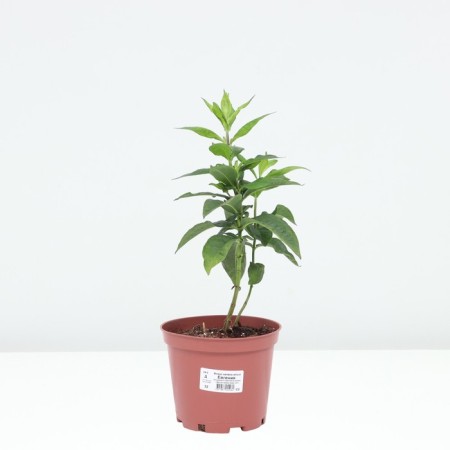 Flox blizzard Eugene, pot C2, 1 pc, summer 2024-2