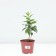 Flox blizzard Eugene, pot C2, 1 pc, summer 2024