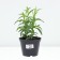 Astra shrub Jenny, pot C2, 1 pc, summer 2024
