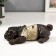 Polystone souvenir "Pug in a T -shirt with a scarf" for bronze 5.5x18x11 cm