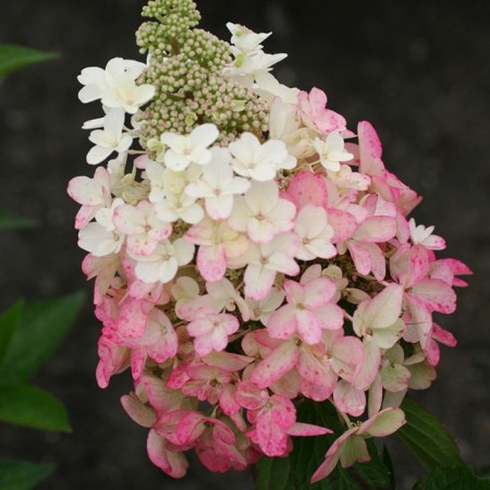 Saphenet Hydrangea Smiling "Magical Vesuvio", pot P9, Summer 2024