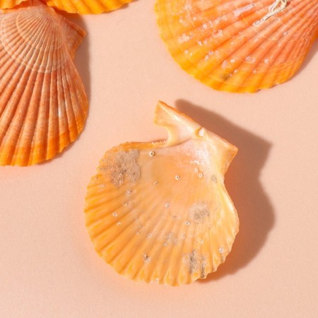 Treasurous decorative shells "red -haired" set of 100 grams-2