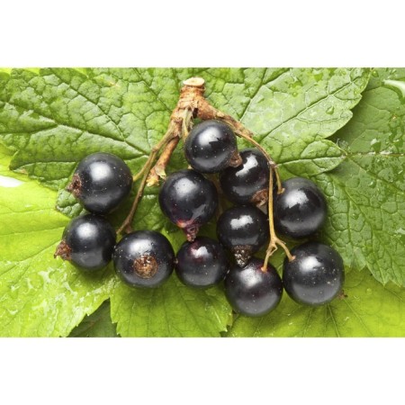 Currant Black Mulatto, C2 pot, H20-40 Height, 1 pc, summer 2024