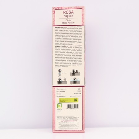 Seedling rose English park "Olivia Rose Austin", tube, 1 pc, spring 2025-1