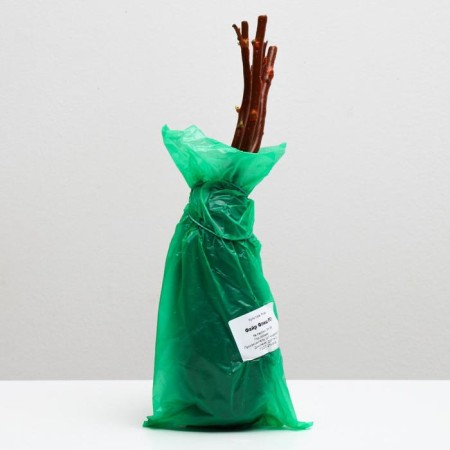 Firefish Rosa Flash rose, spring 2024, 1 pc.-2