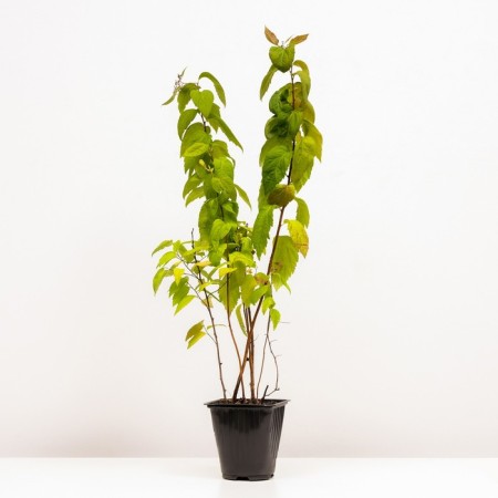 Spirea Japanese macrophyll, s2 pot, H10-50 height, 1 pc, summer 2024-1