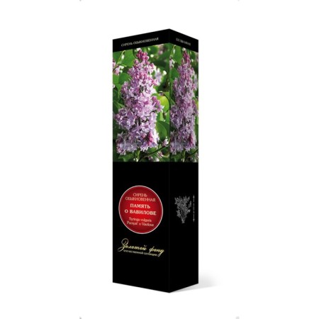 Ordinary Lilac "Memory of Vavilov", 1 pc, tube, spring 2025