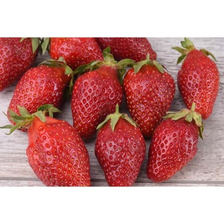 Strawberries Garden Belruby, P9 Pot, Summer 2024-1
