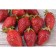 Strawberries Garden Belruby, P9 Pot, Summer 2024