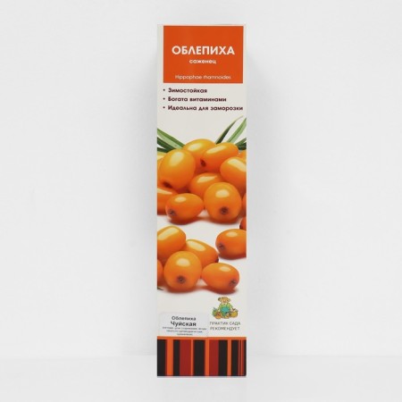 Sea buckthorn "Chui", 1 pc, tube, spring 2025
