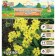 Allium Luke decorative Molly, rr 4/5, 8 pcs, autumn 2024