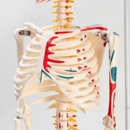 Model "Human Skeleton" 85cm-5