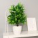 Bonsai in the pot "Dracino bent" 9x30 cm