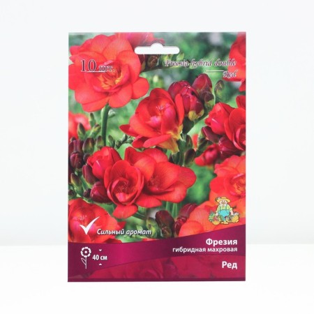 Freesia hybrid terry ed, rr 5/6, 10 pcs, spring 2025