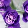 Soap roses, purple-white, set 24 pcs.