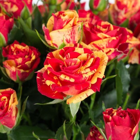 Sahenian Rose "Feier Flash", Tuba, Spring 2025